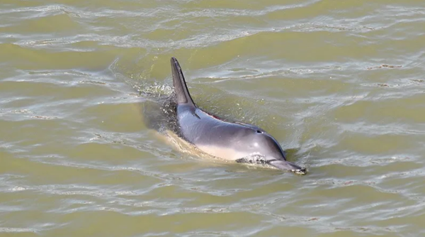 Dolfijn in de haven van Harlingen